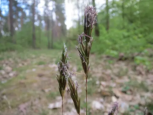 향기풀 (Anthoxanthum odoratum)