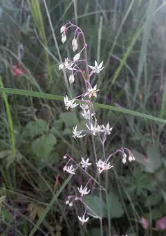나도여로