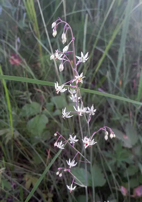 나도여로 (Anticlea sibirica)