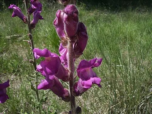 금어초 (Antirrhinum majus)