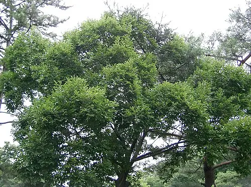 푸조나무 (Aphananthe aspera)