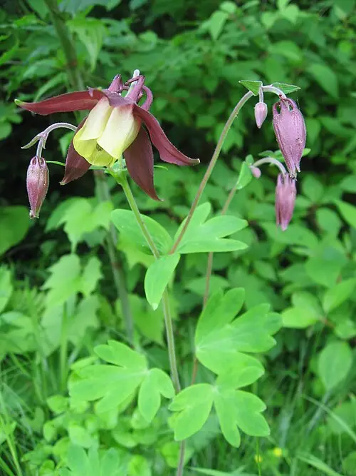 매발톱 (Aquilegia oxysepala)