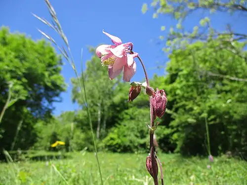 서양매발톱 (Aquilegia vulgaris)