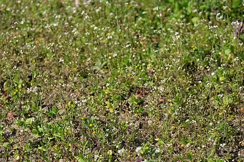 애기장대 (Arabidopsis thaliana)