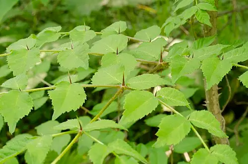 두릅나무 (Aralia elata)