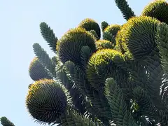 칠레소나무