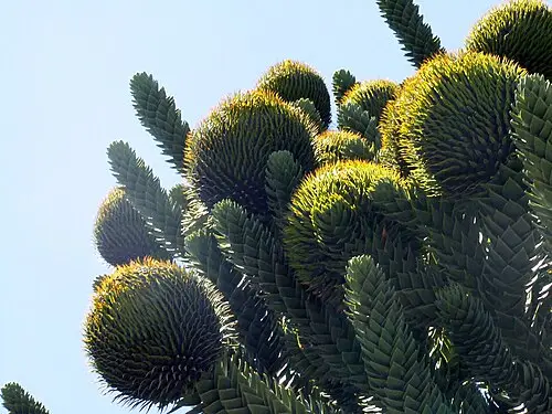 칠레소나무 (Araucaria araucana)