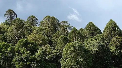 버냐소나무 (Araucaria bidwillii)