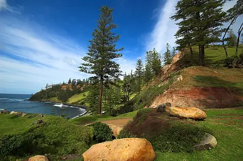아라우카리아 (Araucaria heterophylla)