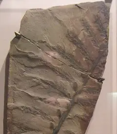 아르카이옵테리스