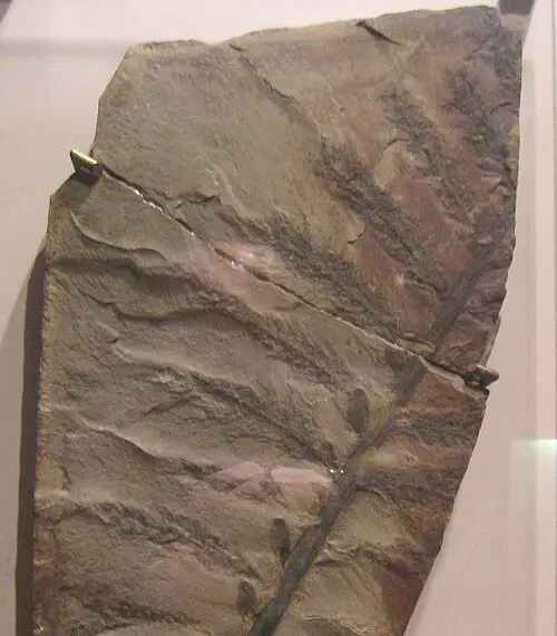 아르카이옵테리스 (Archaeopteris hibernica)