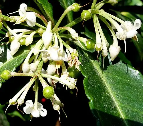백량금 (Ardisia crenata)