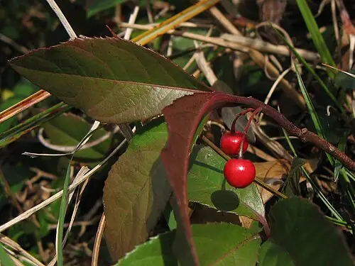 자금우 (Ardisia japonica)