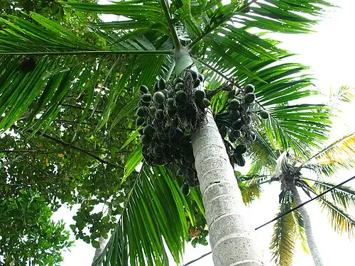 빈랑 (Areca catechu)