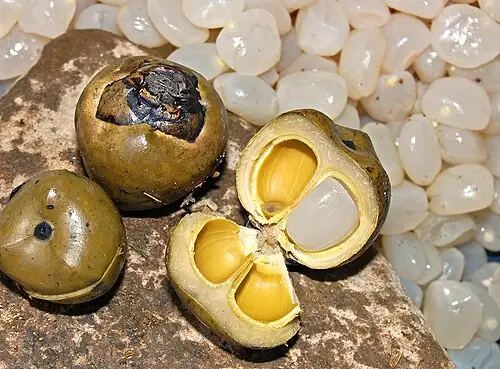 사탕야자 (Arenga pinnata)