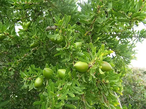 아르간나무 (Argania spinosa)