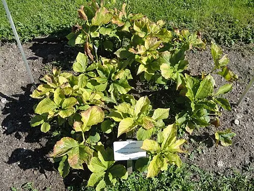 둥근잎천남성 (Arisaema amurense)