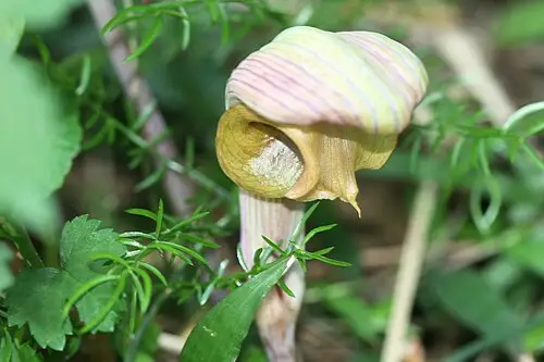 큰천남성 (Arisaema ringens)