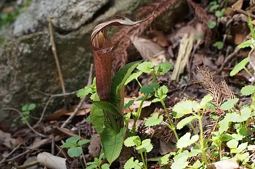 점백이천남성 (Arisaema serratum)