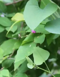 쥐방울덩굴