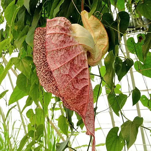 펠리컨꽃 (Aristolochia grandiflora)