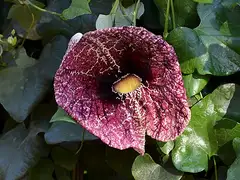 갯쥐방울덩굴