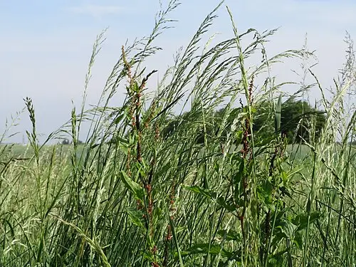 개나래새 (Arrhenatherum elatius)
