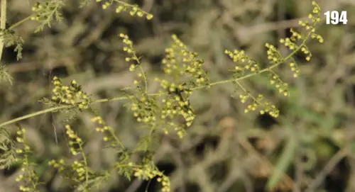개똥쑥 (Artemisia annua)