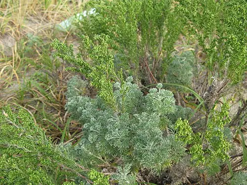 사철쑥 (Artemisia capillaris)