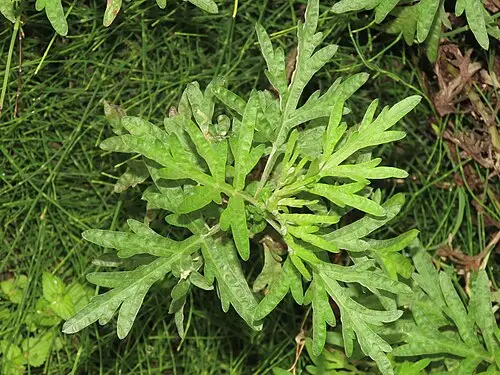 쑥 (Artemisia indica)