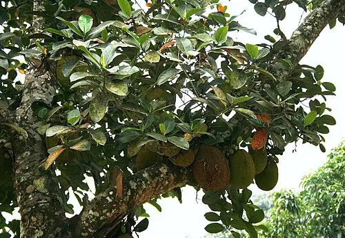 잭프루트 (Artocarpus heterophyllus)