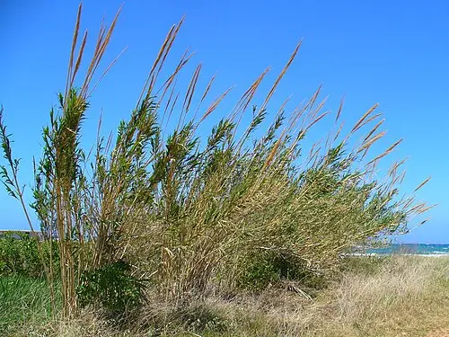 물대 (Arundo donax)