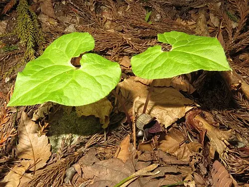 족도리풀 (Asarum sieboldii)
