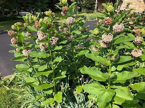 밀크위드 (Asclepias syriaca)