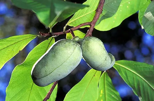 포포나무 (Asimina triloba)