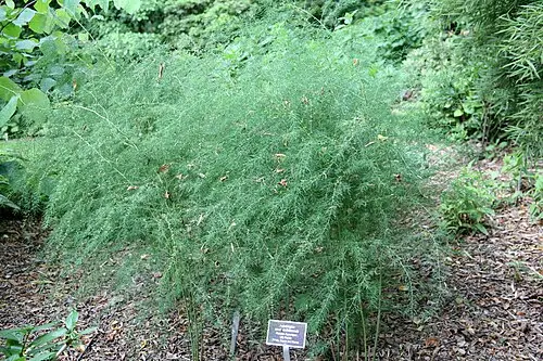 천문동 (Asparagus cochinchinensis)
