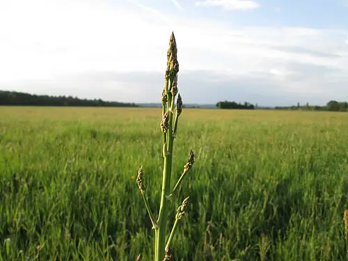 아스파라거스 (Asparagus officinalis)