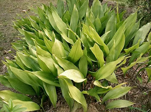 엽란 (Aspidistra elatior)