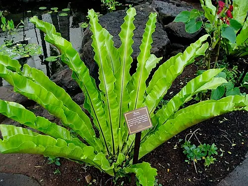 파초일엽 (Asplenium antiquum)