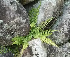 꼬리고사리
