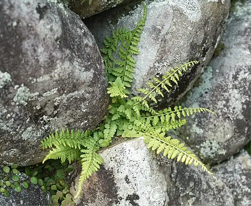 꼬리고사리 (Asplenium incisum)
