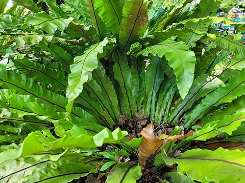 새둥지고사리 (Asplenium nidus)