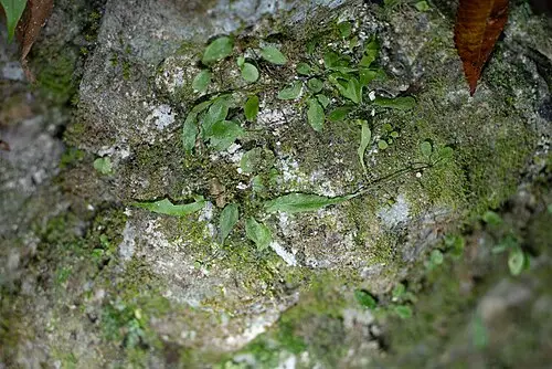 거미고사리 (Asplenium ruprechtii)
