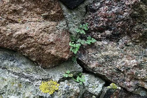 돌좀고사리 (Asplenium ruta-muraria)