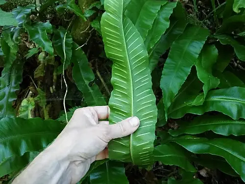 골고사리 (Asplenium scolopendrium)