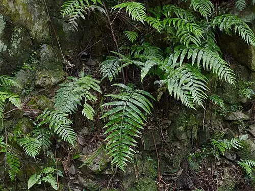 눈썹고사리 (Asplenium wrightii)