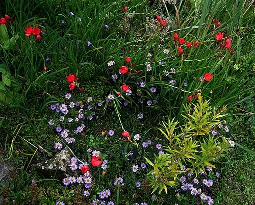 눈갯쑥부쟁이 (Aster hayatae)
