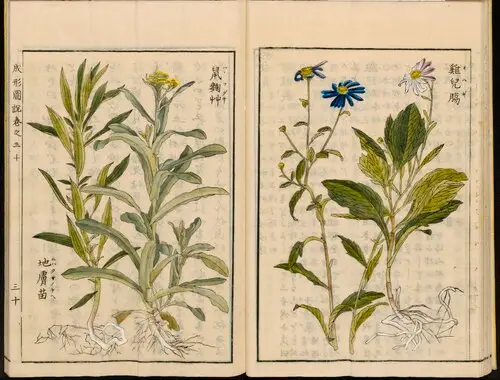 쑥부쟁이 (Aster indicus)