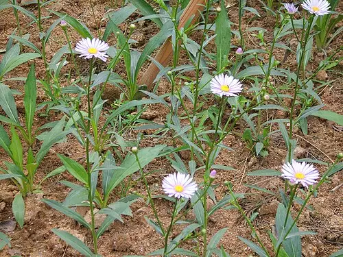 벌개미취 (Aster koraiensis)