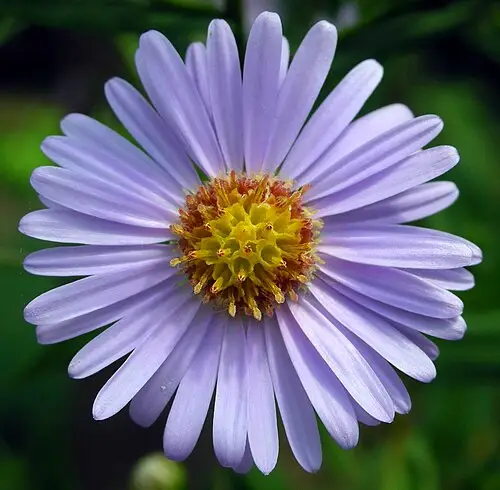 개미취 (Aster tataricus)